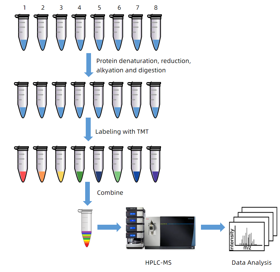 1861285837812649984-tandem-mass-tag-tmt-technology-service2.png