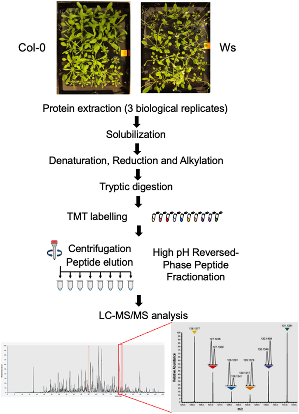 1861287602381508608-tmt-labelling-proteomics-service6.jpg
