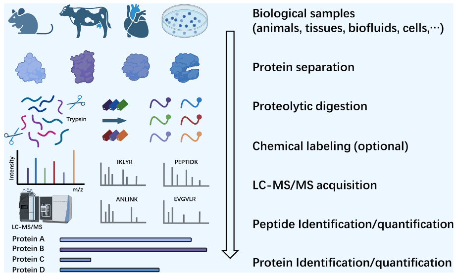 1859479213259214848-mass-spec-protein-identification-service1.PNG