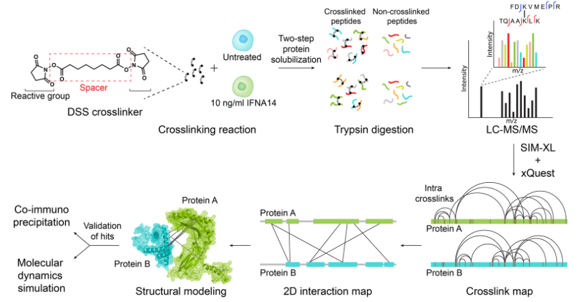 1859479528754761728-mass-spec-protein-identification-service4.PNG