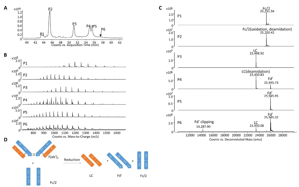 1859826627958657024-antibody-characterization-service2.PNG