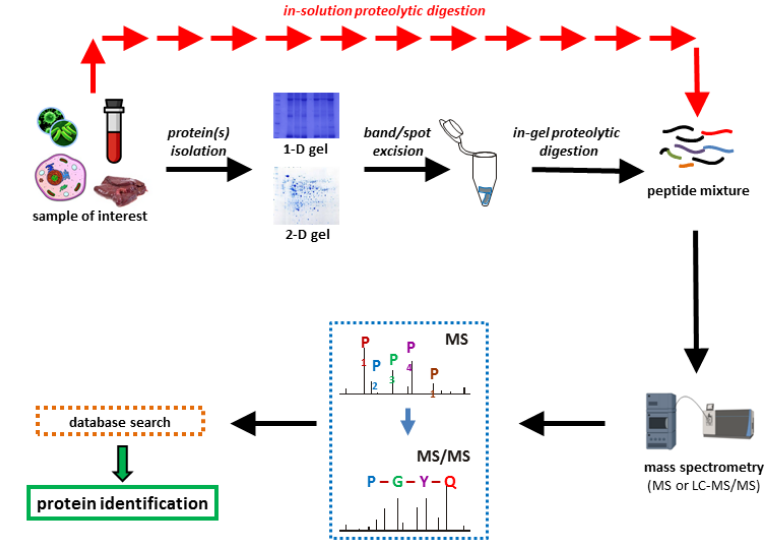 1859884769933381632-mass-spec-protein-analysis-service1.PNG