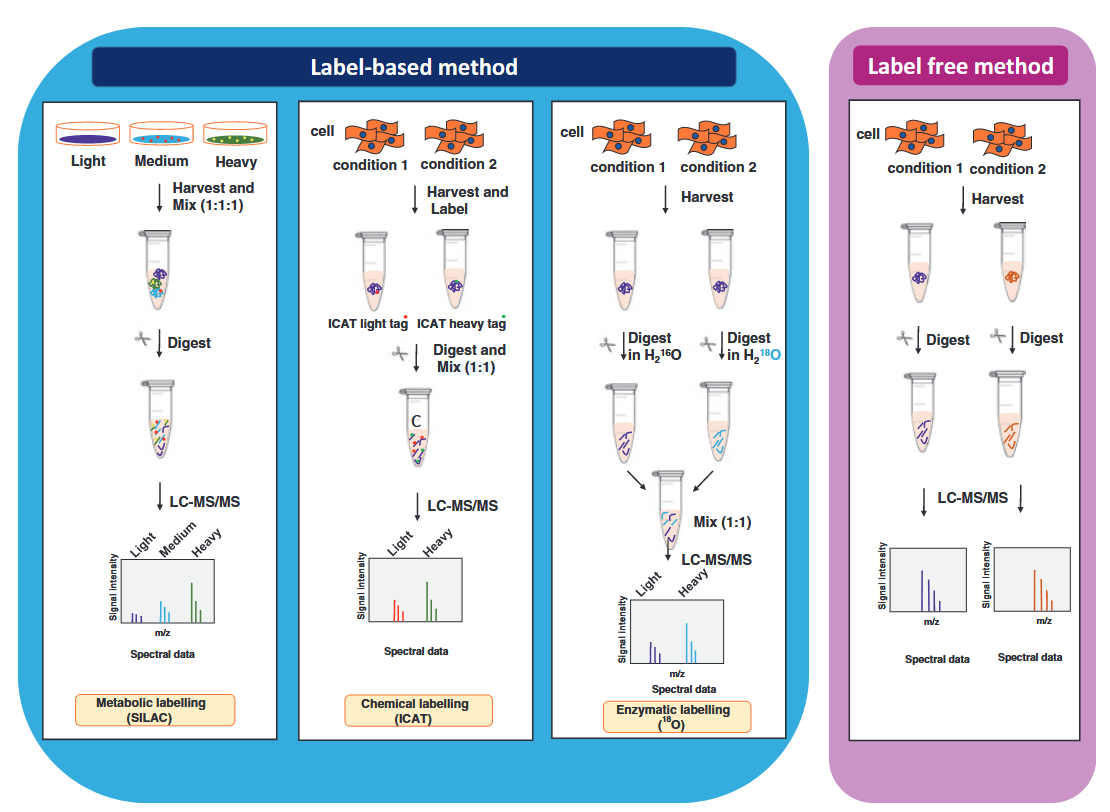 1859884869506158592-mass-spec-protein-analysis-service2.PNG