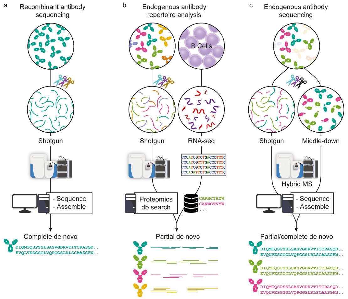 1859884949567033344-mass-spec-protein-analysis-service3.PNG