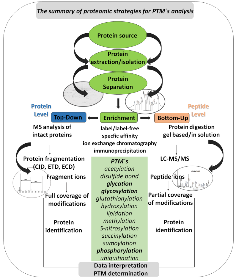 1859885024426971136-mass-spec-protein-analysis-service4.PNG