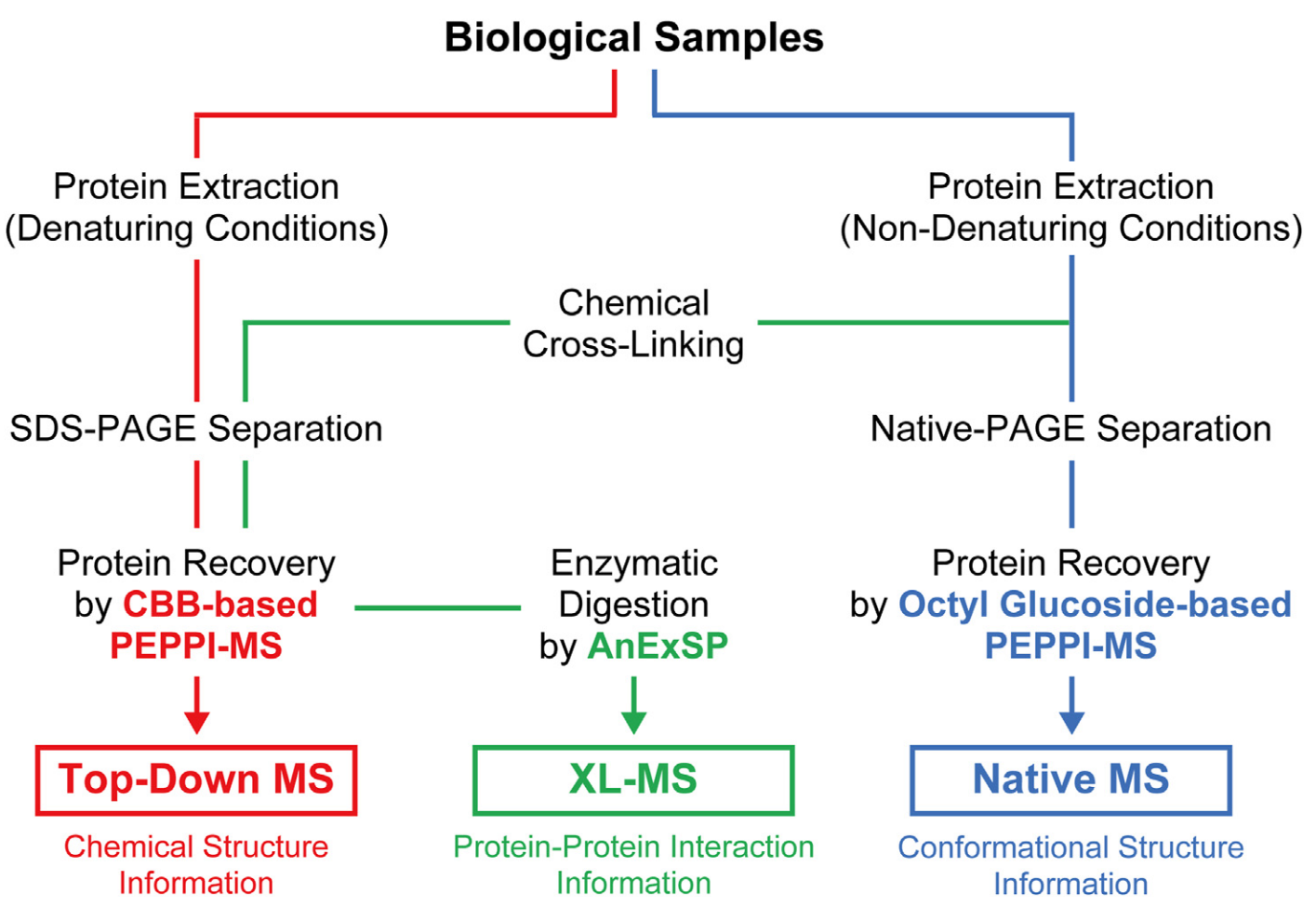 1859885111181955072-mass-spec-protein-analysis-service5.png