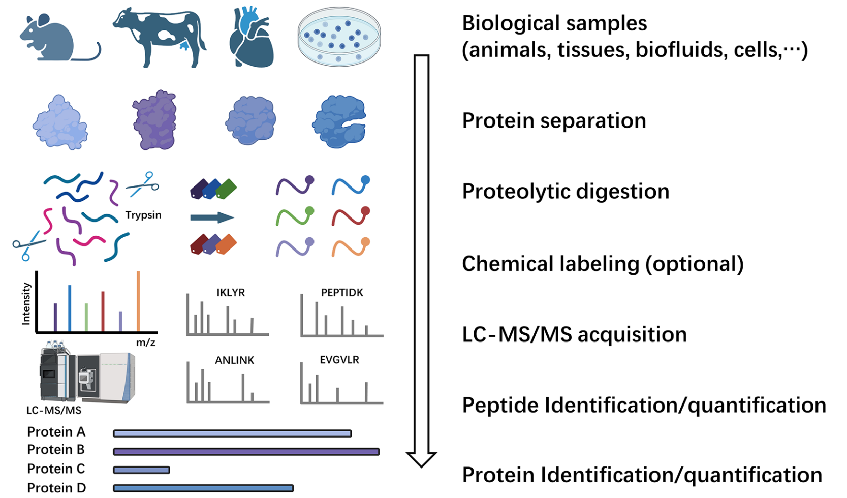 1861694742413824000-bottom-up-proteomics-service1.png