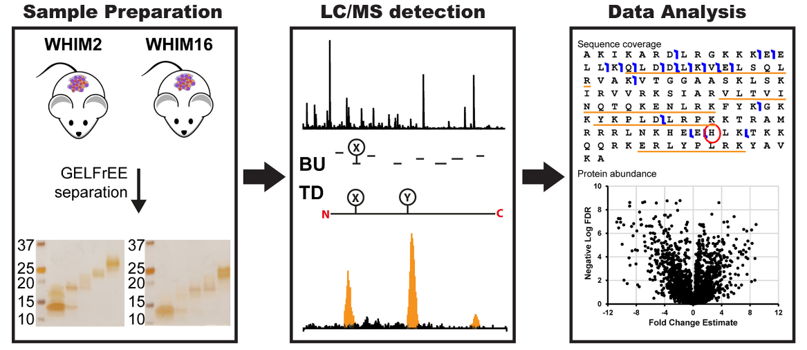 1861695253942751232-bottom-up-proteomics-service3.PNG