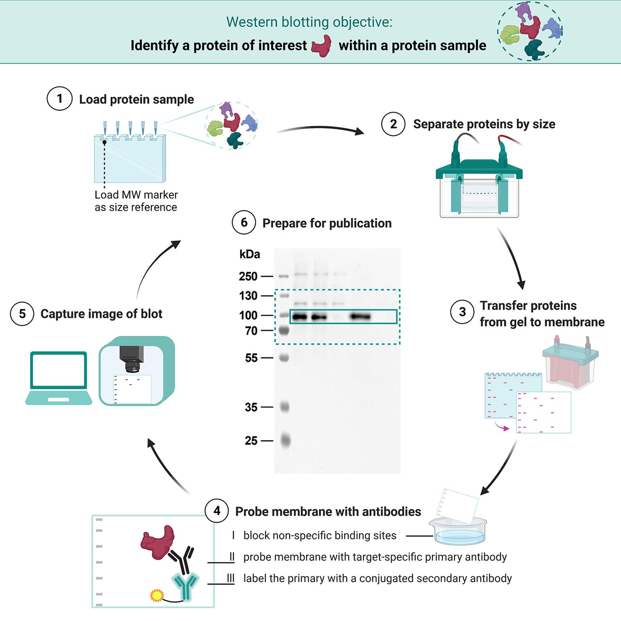 1859893279463165952-western-blotting-quantification-service1.jpg