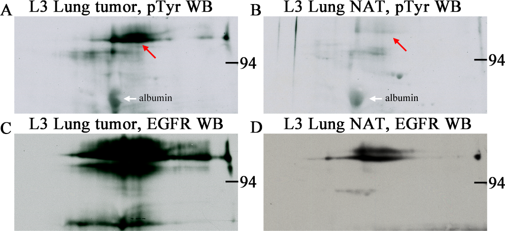 1859893409851494400-western-blotting-quantification-service2.png