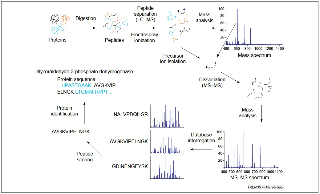 1862362402166222848-1859473877353746432-mass-spectrometry-identification-service2.PNG