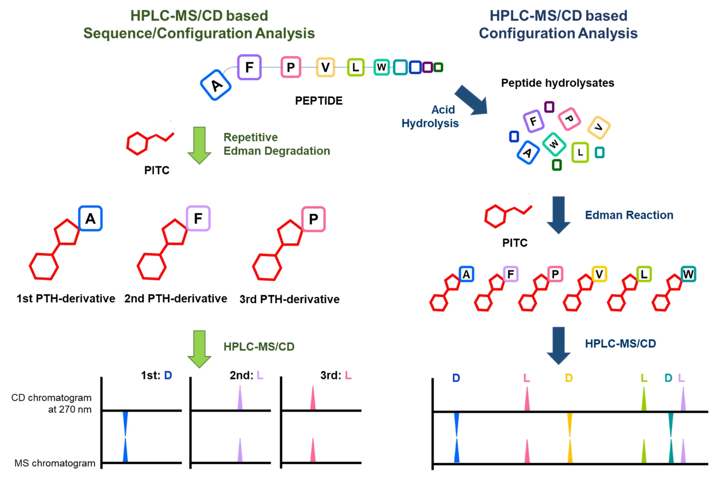 1862434685708783616-edman-sequencing-service1.png