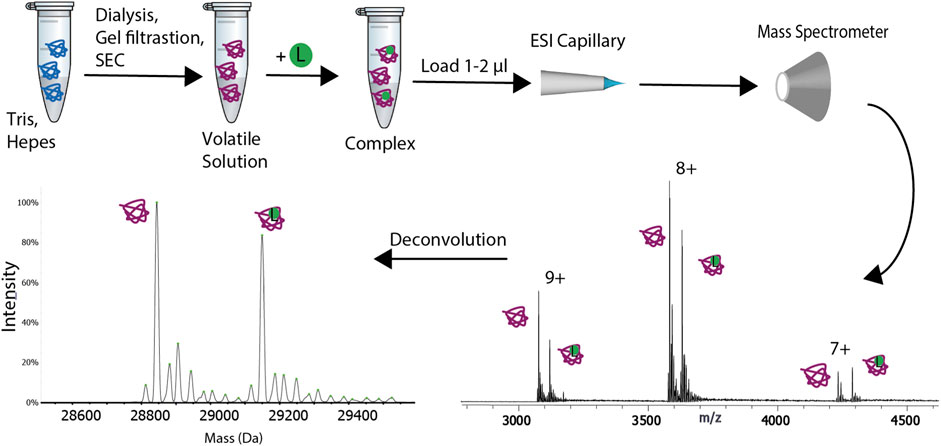 1863503950624968704-native-mass-spectrometry-service2.jpg