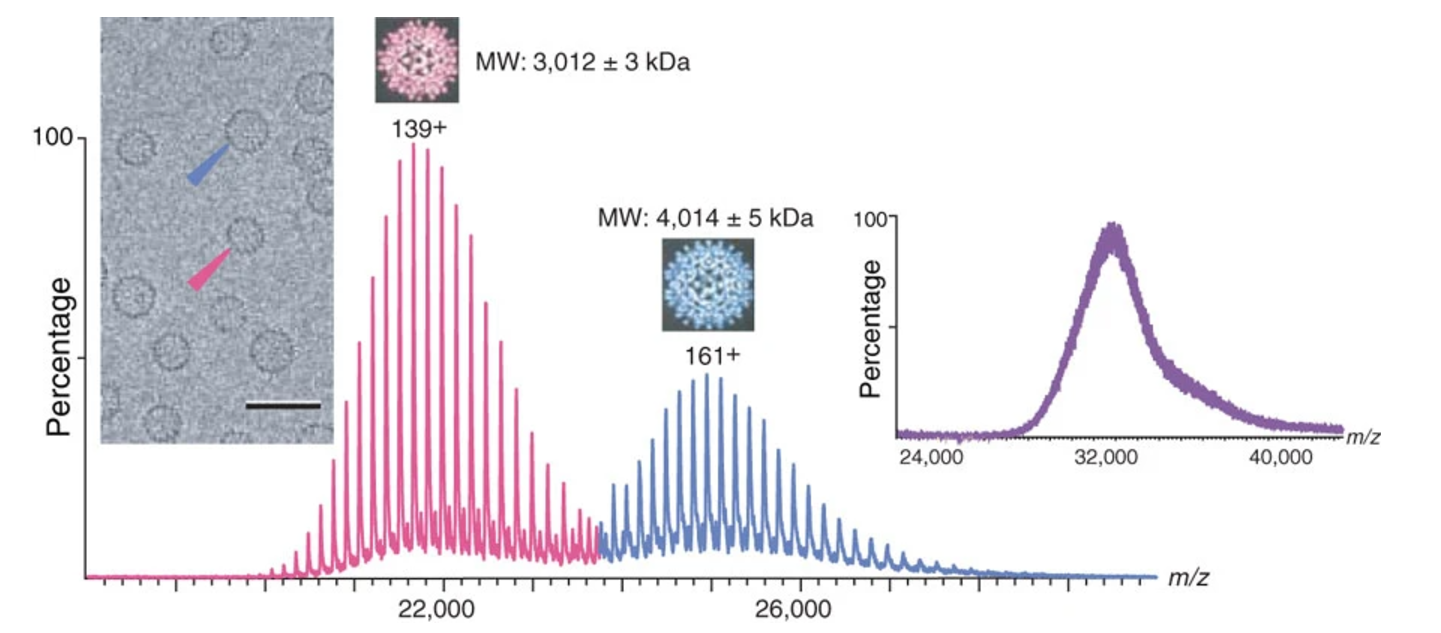 1863774393219010560-native-mass-spectrometry-service3.png