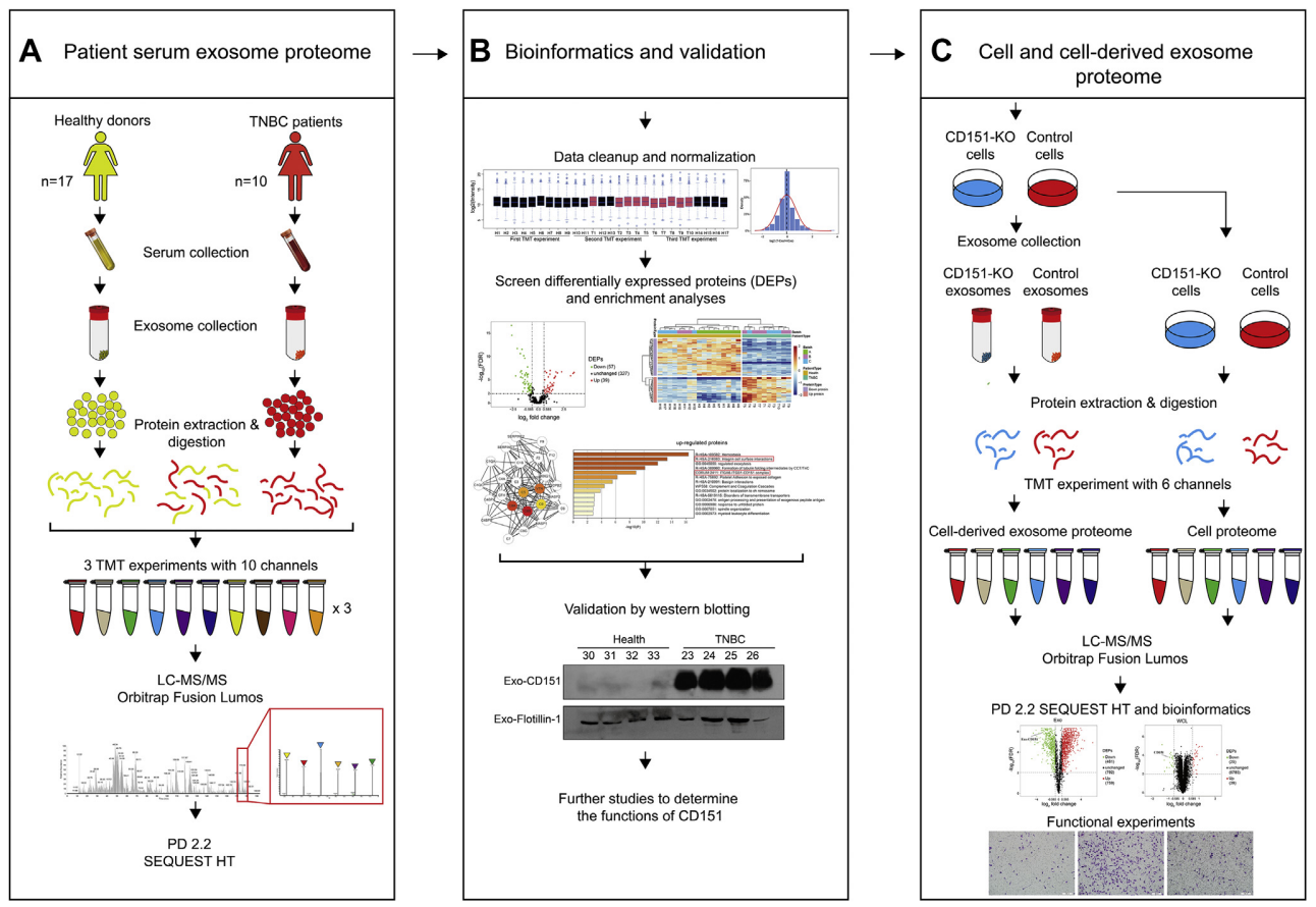 1864178711220793344-exosome-proteomics3.png