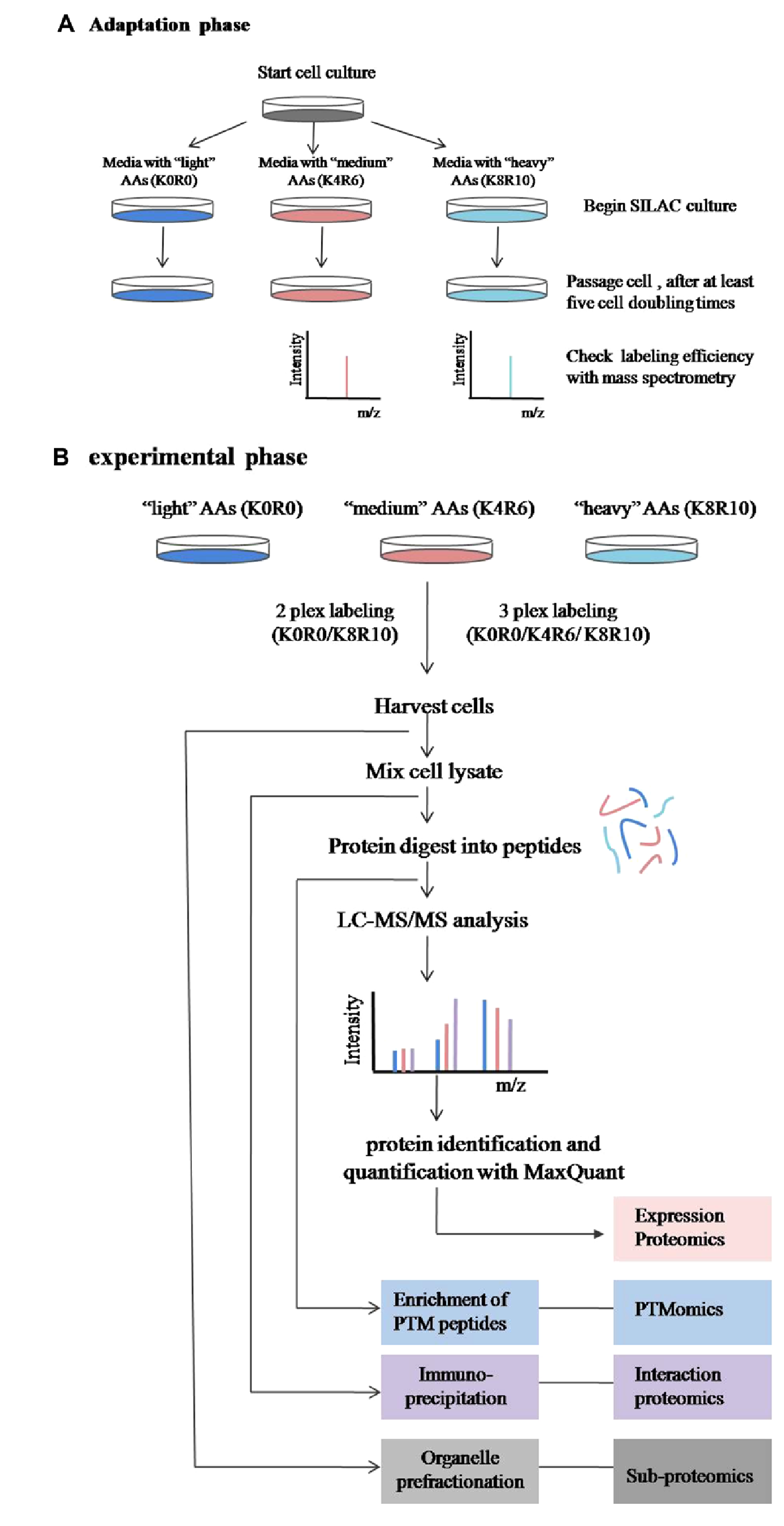 1862435069890252800-silac-proteomics-service1.png