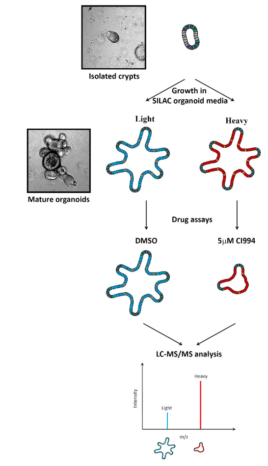1862435177037942784-silac-proteomics-service2.PNG