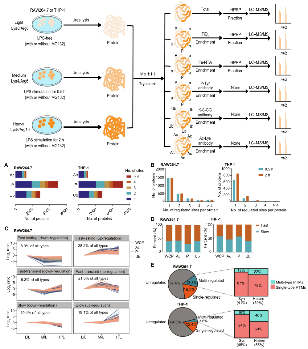 1862435228644659200-silac-proteomics-service3.png