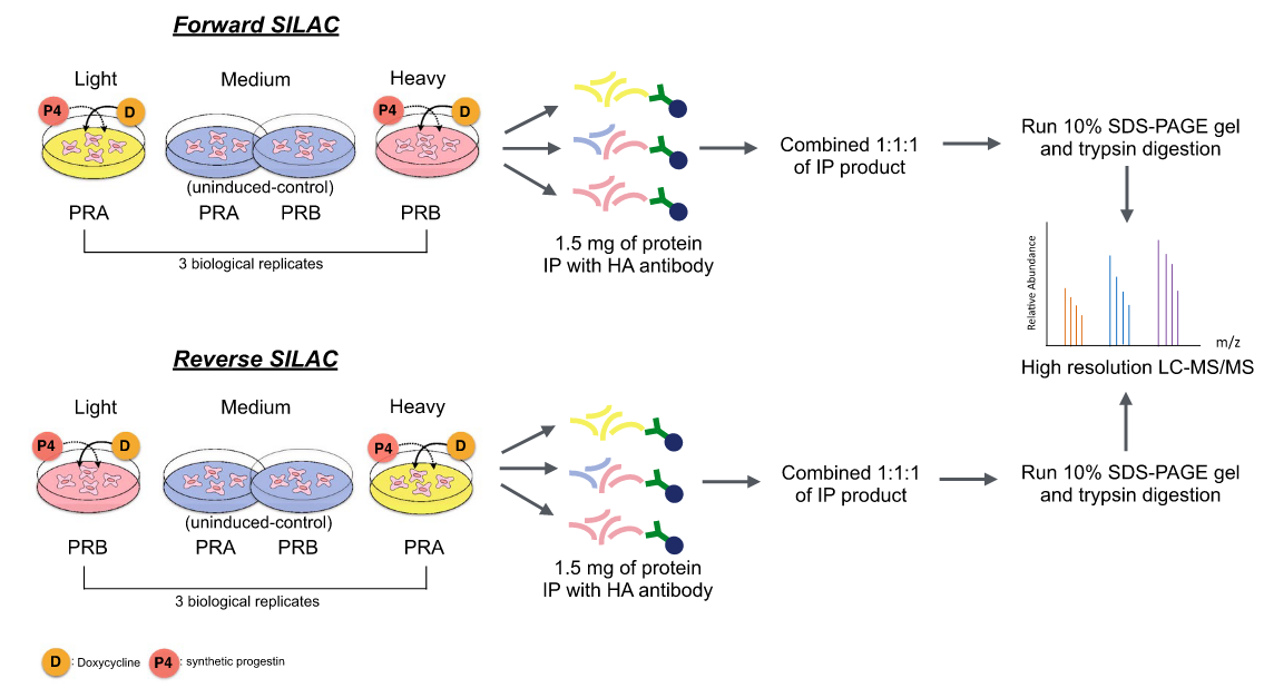 1862435280461090816-silac-proteomics-service4.PNG