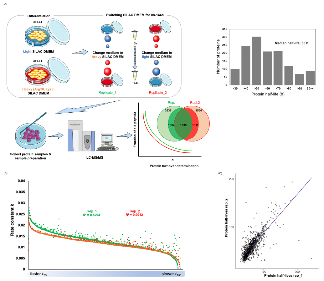 1862435328532008960-silac-proteomics-service5.PNG