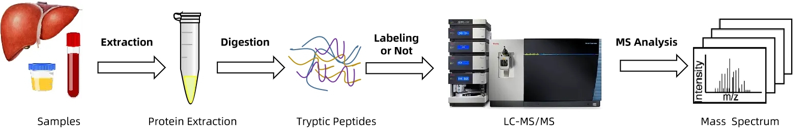 1864863456671944704-quantitative-mass-spectrometry-service1.jpg