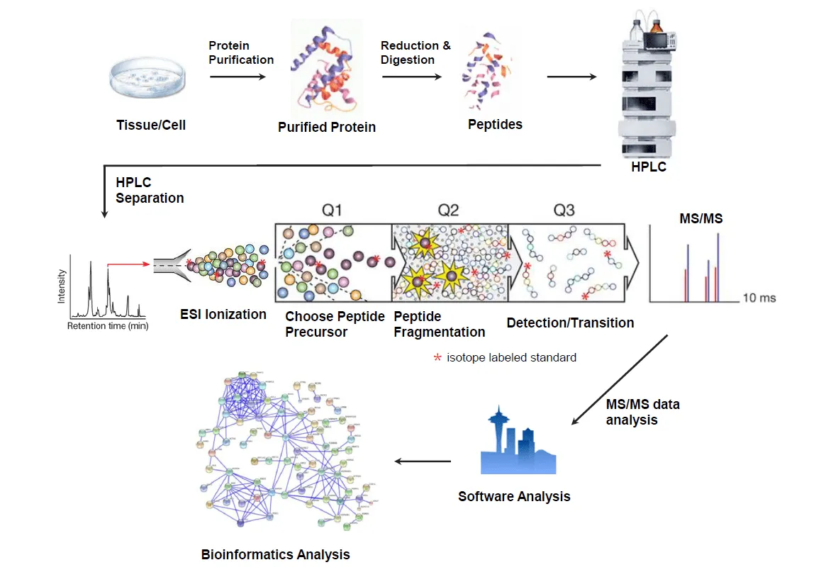 1864951019009069056-multiple-reaction-monitoring-analysis-service2.png