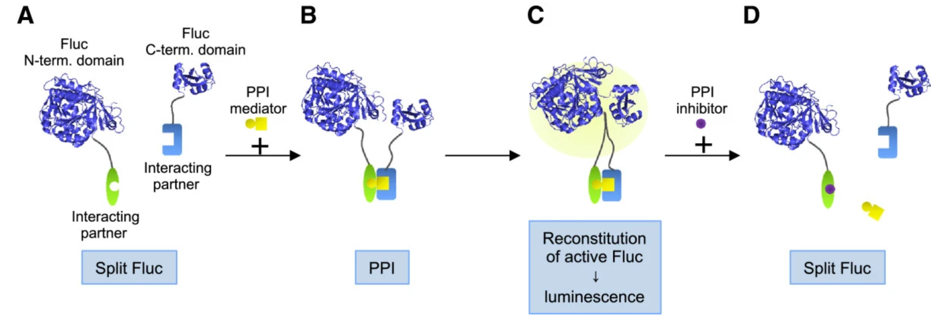 1865996597713293312-protein-fragment-complementation-assays-service1.png