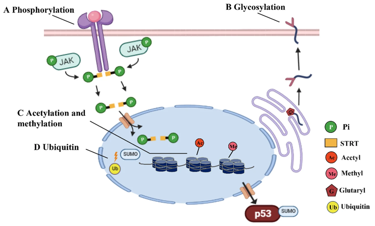 1866031951375880192-post-translational-modification-mass-spectrometry-service1.png