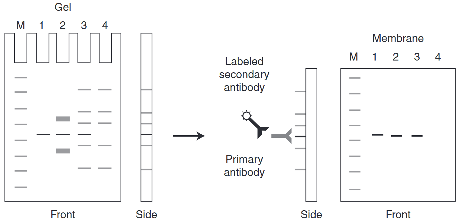 1866051430944198656-Immunoblotting-analysis-service1.png