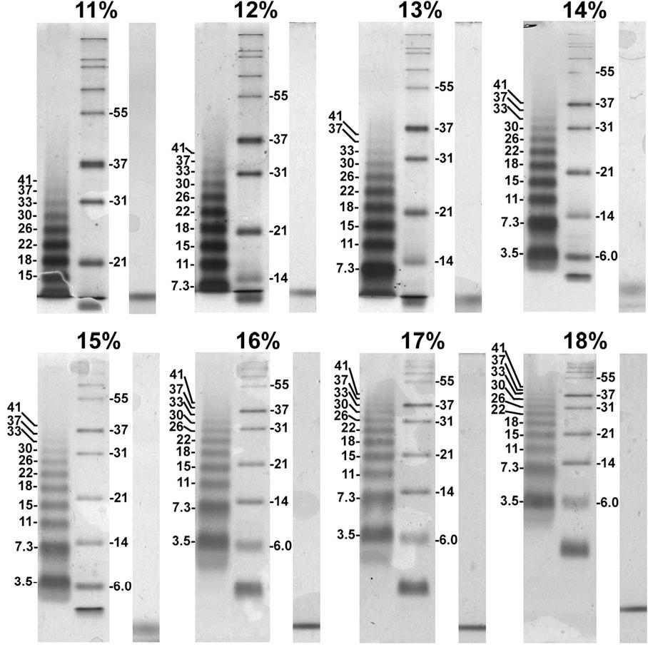 1866052050426122240-Immunoblotting-analysis-service2.png