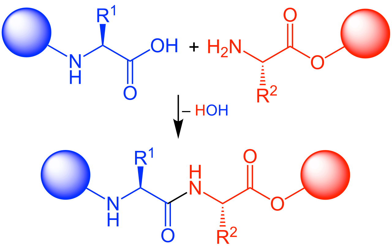 1866290544587165696-peptide-synthesis-service1.png