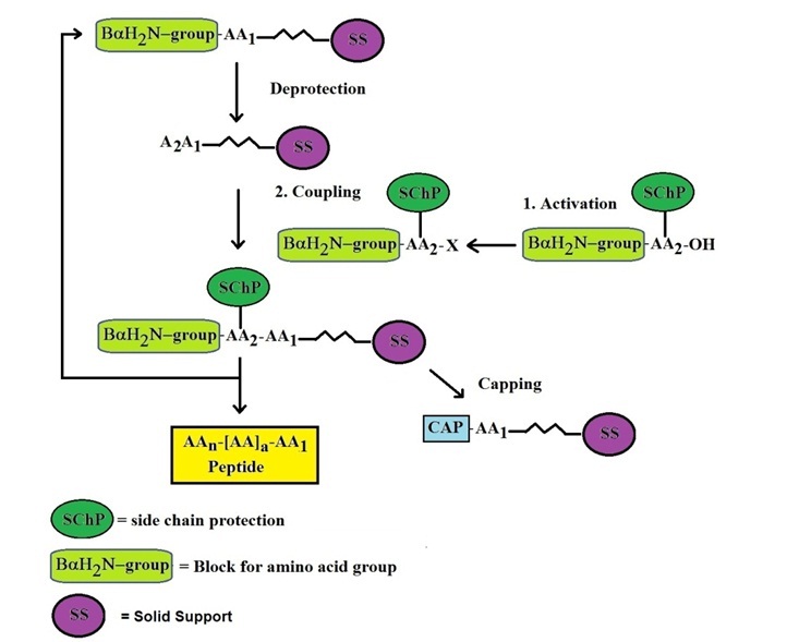 1866290604632821760-peptide-synthesis-service2.jpg