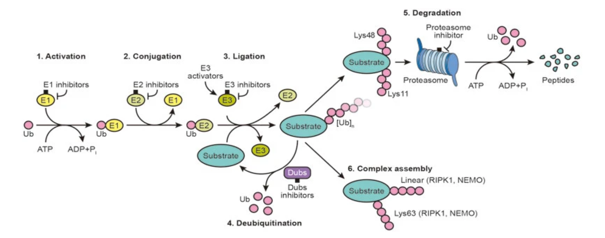 1866409166756237312-ubiquitination-proteomics-service1.png