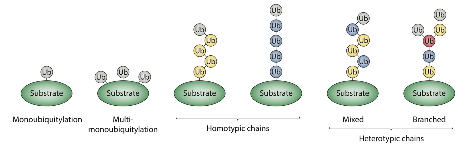 1866410378490662912-ubiquitination-proteomics-service2.png