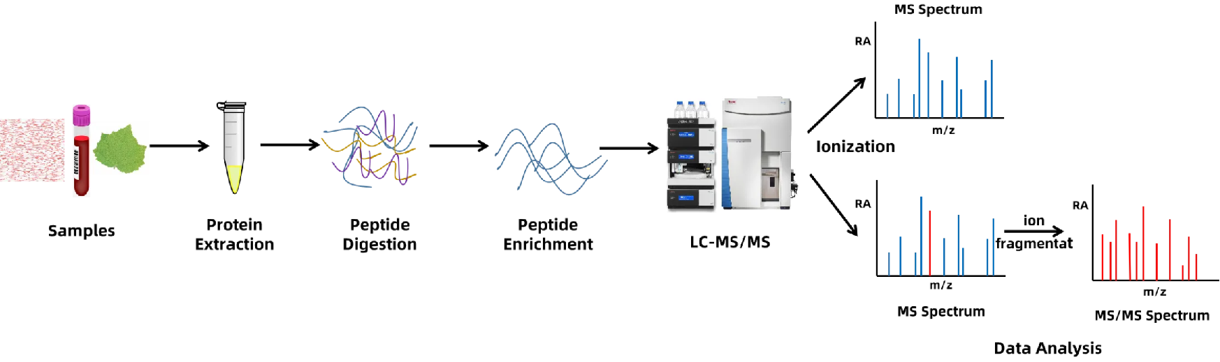 1866411545903878144-ubiquitination-proteomics-service3.png