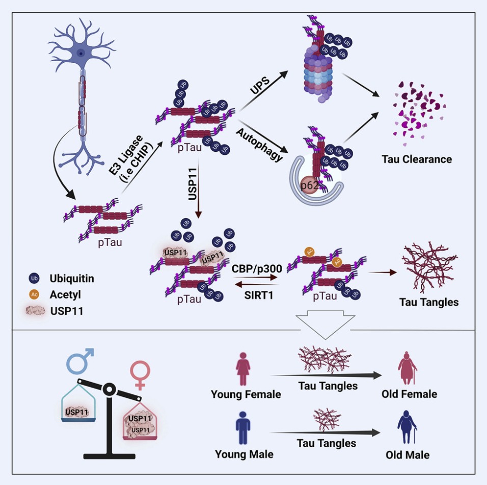 1866667115441410048-ubiquitination-proteomics-service4.png