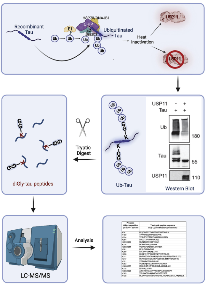 1866667959826108416-ubiquitination-proteomics-service5.png