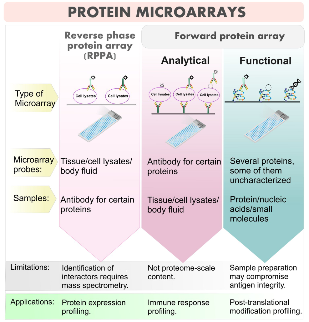 1866728343454994432-protein-microarray-analysis-service1.png