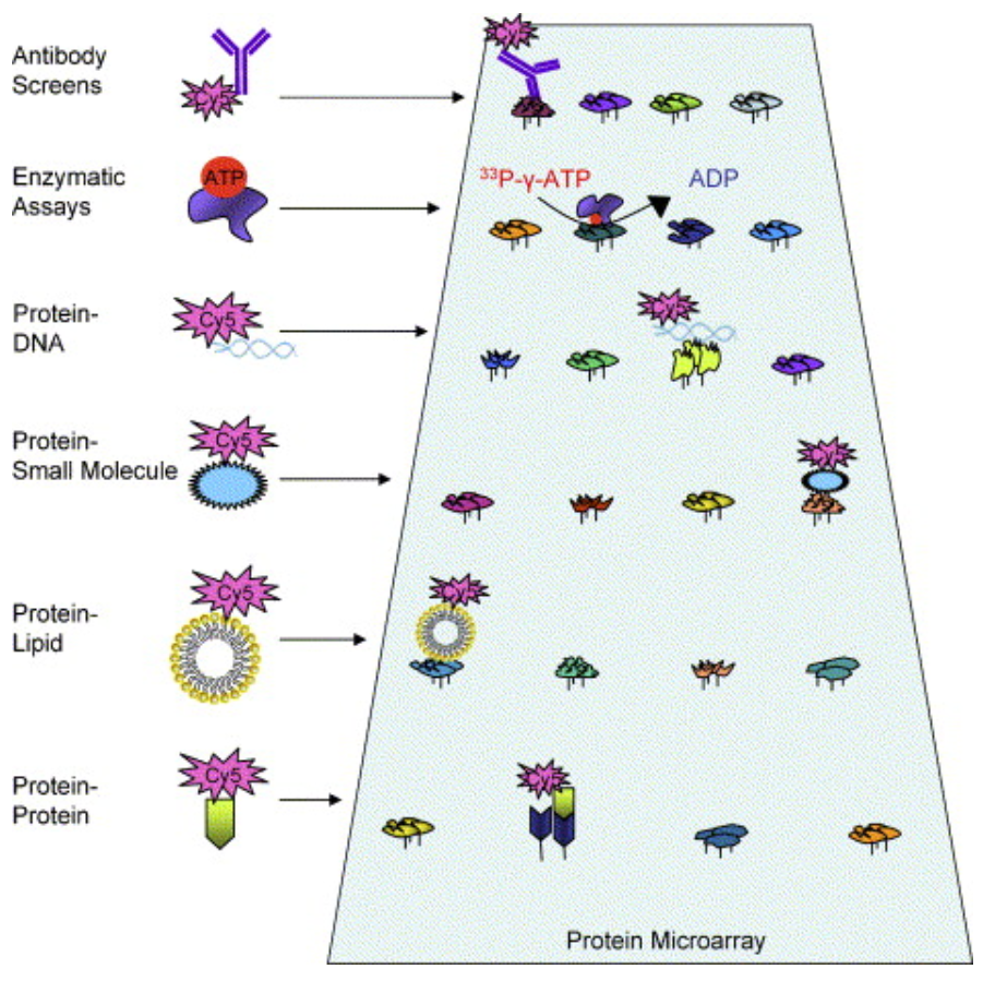 1866732537851269120-protein-microarray-analysis-service2.png