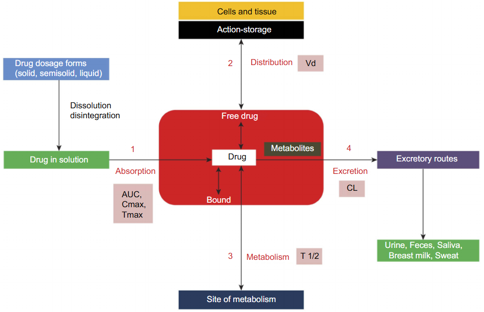 1867085141240303616-pharmacokinetics-analysis-service1.PNG