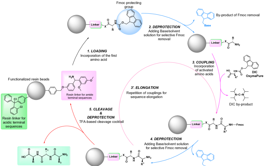 1867033981561196544-solid-phase-peptide-synthesis-service1.png