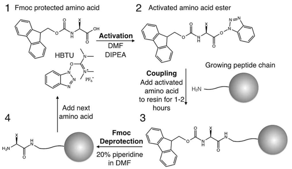 1867034056135921664-solid-phase-peptide-synthesis-service2.png