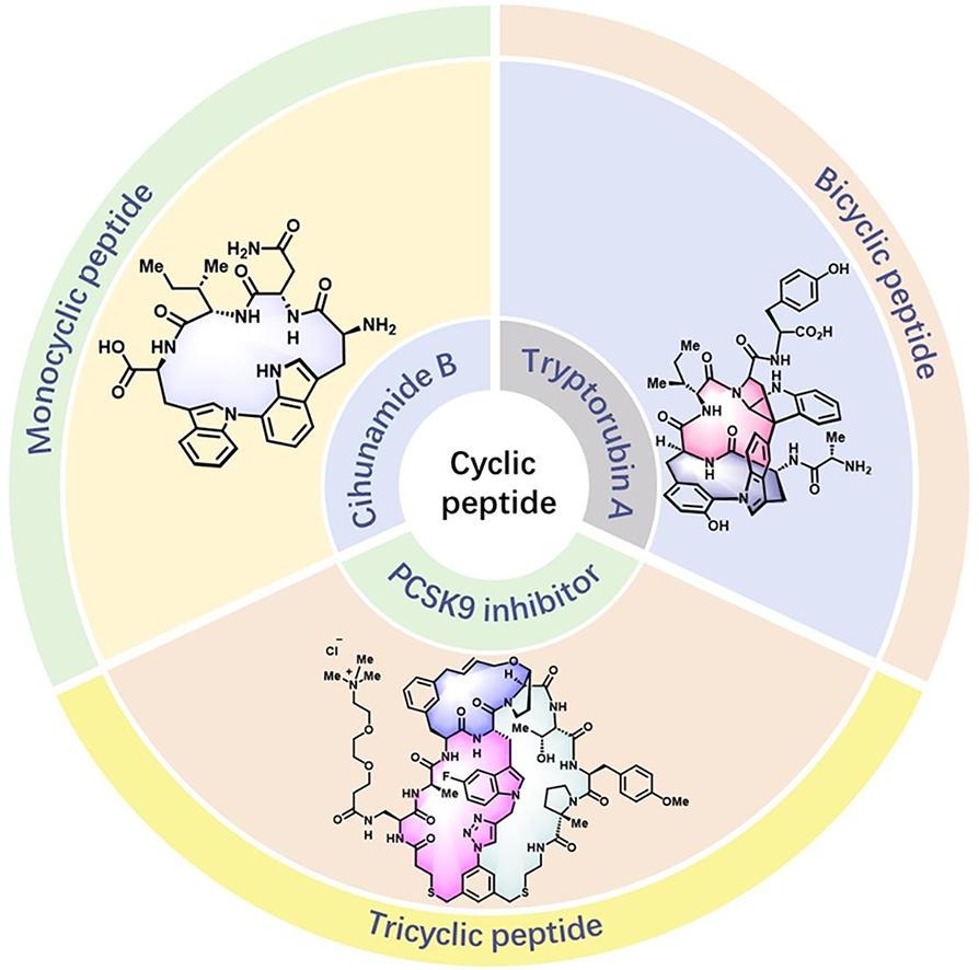 1867037124713893888-cyclic-peptide-synthesis-service2.jpg