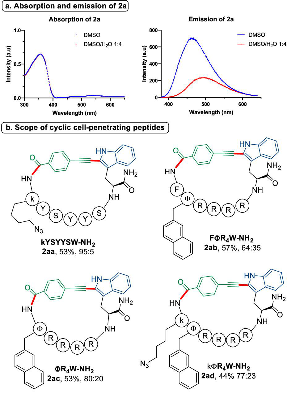 1867037356679876608-cyclic-peptide-synthesis-service4.jpeg