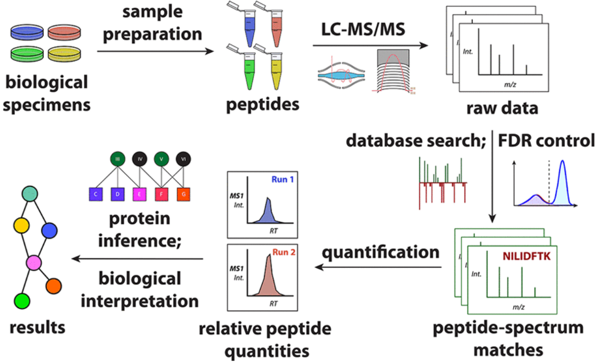 1869197521877323776-peptide-quantification-service1.png