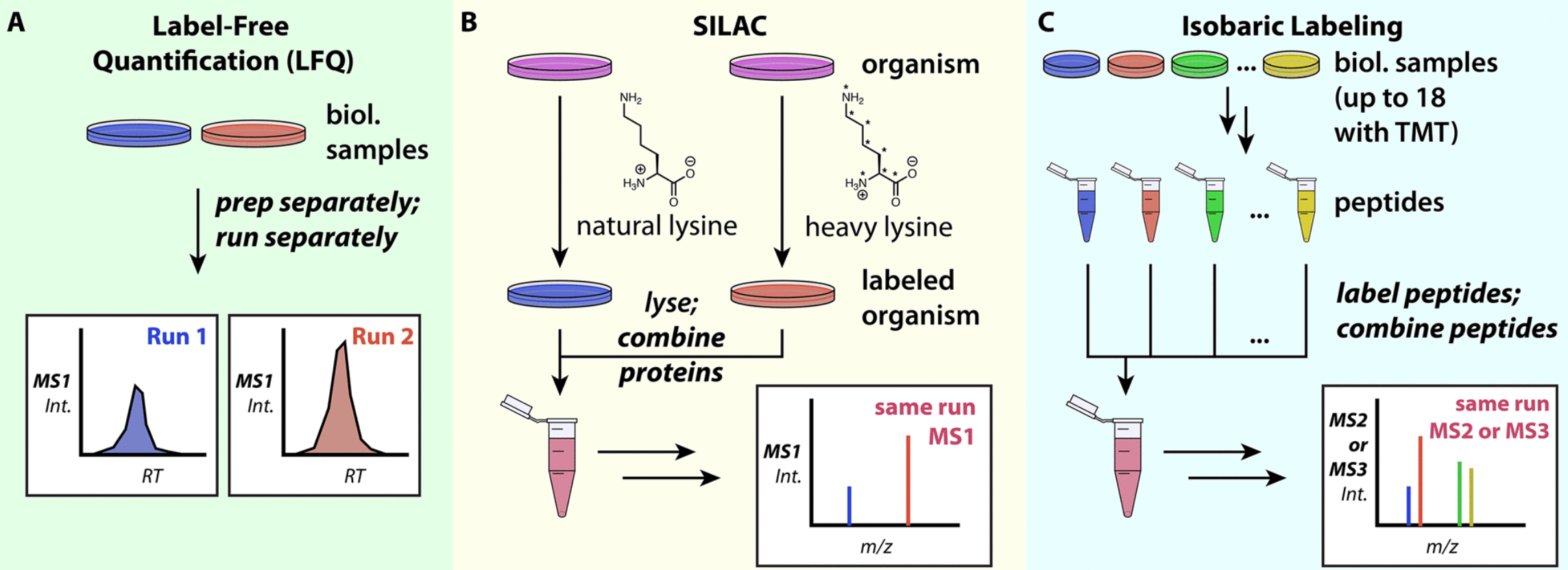 1869198735713095680-peptide-quantification-service2.png