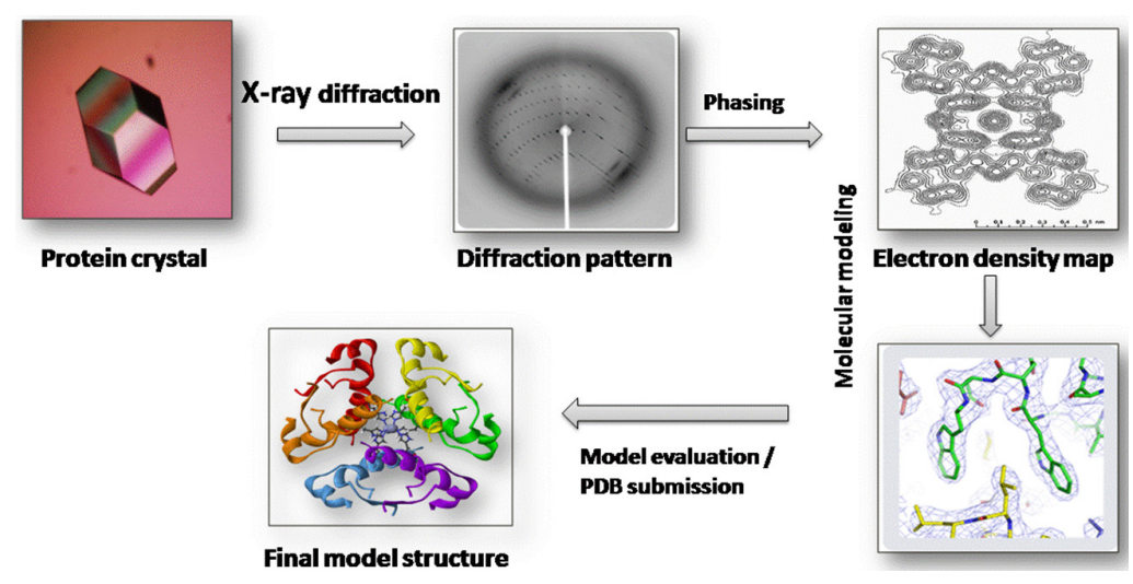 1869254202229379072-x-ray-crystallography-protein-structure-determination-service1.PNG