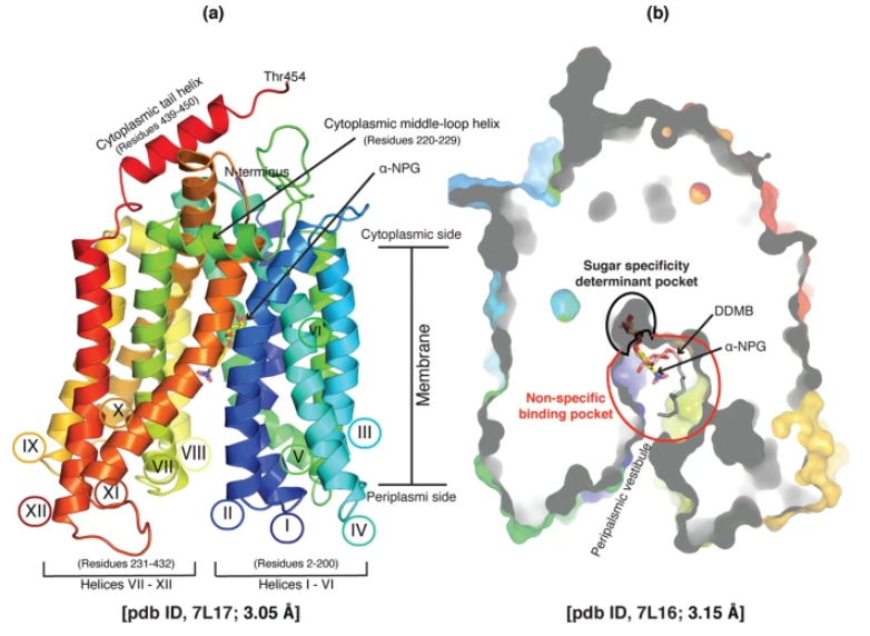 1869254490772328448-x-ray-crystallography-protein-structure-determination-service4.PNG