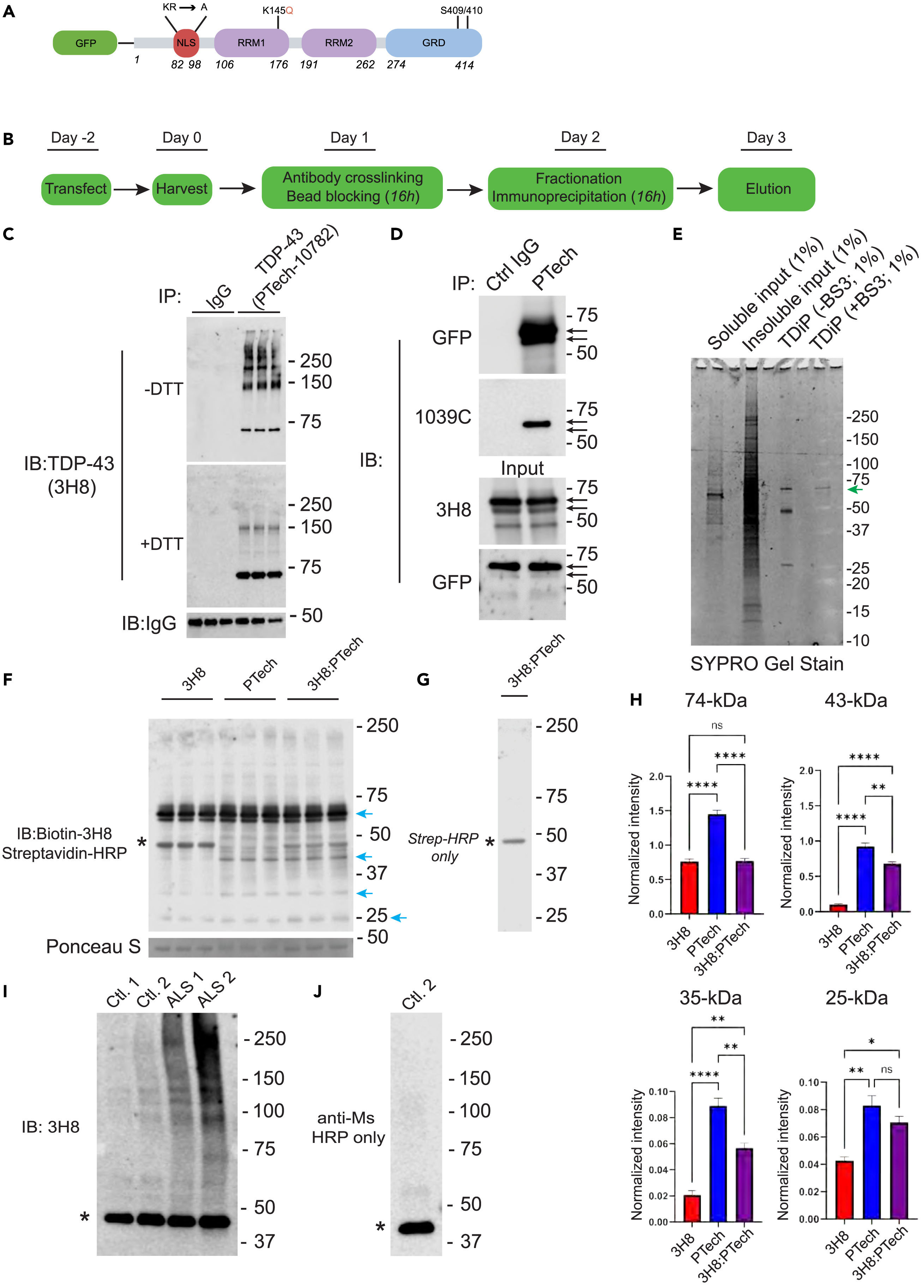 1869312323823980544-immunoprecipitation-analysis-service3.jpg