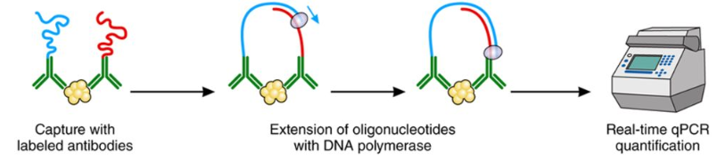 1869313718589444096-olink-proteomics-service1.png